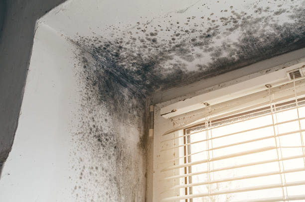 Affordable Mold Inspection And Testing solutions in Abingdon, VA